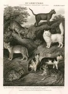Quadrupeds-Felis Pardalis,Ocelot-Felis Tigrina,Margay-Felis Serval, Serval-Felis Catus, Wild Cat-Var Domestic Cat-Var Spanish Or Tortoife Shell Cat-Var. Amgora Cat-Var.Slate Coloured Cat Or Chartreux