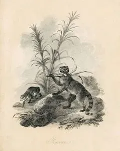 Racoon