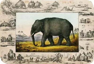 Elephant