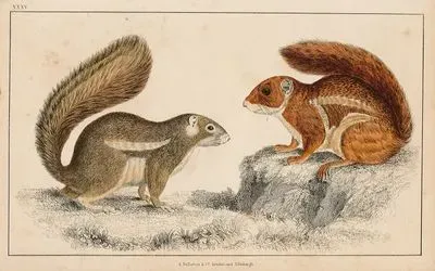 Fire-Footed Squirrel And Hottentot Squirrel