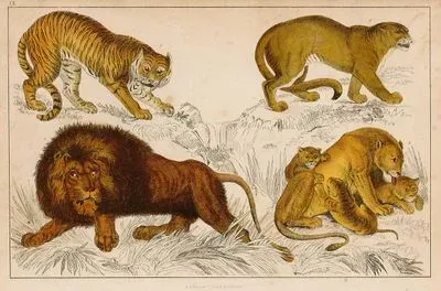 Tiger, Puma, African Lion And Lioness And Cubs