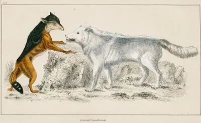 Cape Jackal And American Grey Wolf