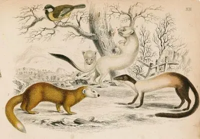 Ermine (Winter), Hardwick's Weasel And Java Ferret