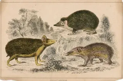 Swarthy Tendrac, Long-Eared Hedgehog And Armed Tenrec