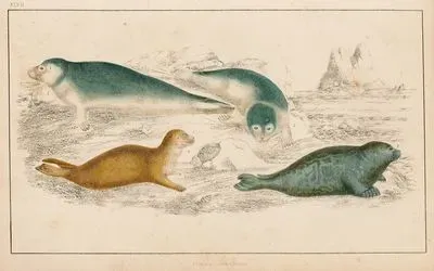 Common Seal And Fetid Seal