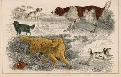English Setter, Cocker & King Charles Spaniel, Comforter Dogs