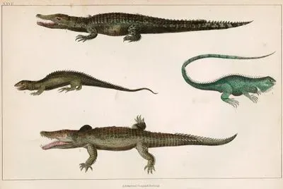 Crocodile Of The Nile, Ornamented Tupinambis, Dragon Lizard And Common Guana