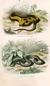 La Vipere Fer de Lance-La Couleuvre A Collier