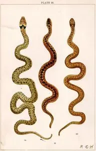 Snakes
