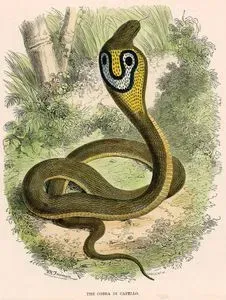 The Cobra Di Capello