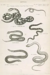 Reptiles-1.Durissus, Banded Rattle Snake 2.Viridis 3.Berus, Common Viper 4.Cera Hasselquistü 5.Pel Bicolar, Blackbacked Sea 
Snake 6.Acro Javanicus