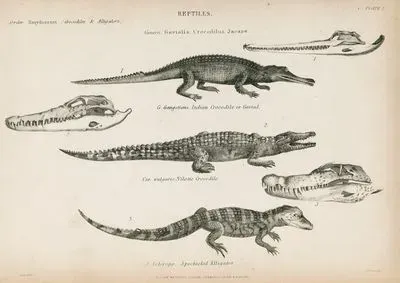 Reptiles-1.G.Gangeticus, Indian Crocodile Or Gavial 2. Cro.Vulgaris, Nilotic Crocodile 3.J.Sclerops, Spectacled Alligator