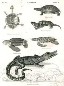 Reptilia-1.Skeleton Of Cistuda Europoea 2.Emys Ocellata 3.Emysaura Serpentina 4.Chelonia Coriacea 5.Chelonia Imbricata 
6.Crocodilus Biporcatus