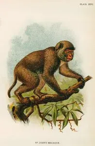 St. John's Macaque