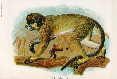 The Talapoin