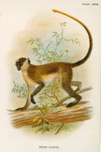Green Guenon