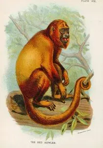 The Red Howler