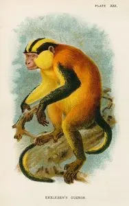 Erxleben's Guenon