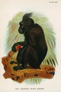 The Celebean Black Baboon