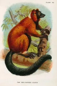 The Red Ruffed Lemur