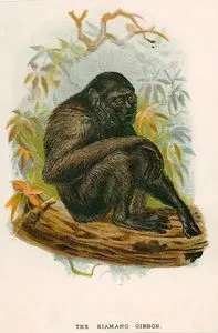 The Siamang Gibbon