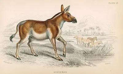 Quagga Male