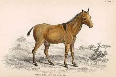 Asinus Hippagrus The Yo-Yo-Tze
