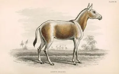 Asinus Onager
