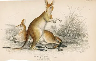 Halmaturus Rutilans, Native of New South Wales