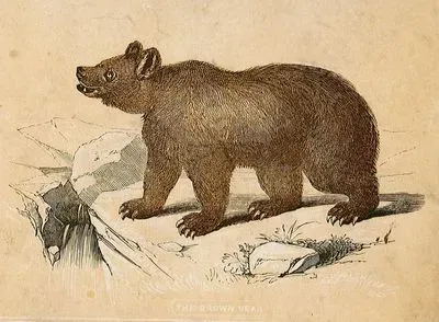 The Brown Bear