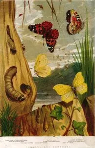 January And February-Caterpillar Of The Goat's Head, Moth In Willow Tree,Chrysalis Of The Cabbage Butterfly, Painted Lady, Sulphur Butterfly,
 Cloud Of Gnats,