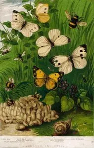 March And April-Common Bees, Common Humblebees And Nest, Small White Cabbage, Edusa, Large White Cabbage, Common Snail,
 Large Humblebee