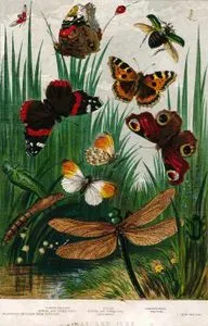 May And June-Purple Emperor, Dragon Fly Emerging From Pupa Case, Bufftip, Dragonfly, Tortoiseshell, Peacock, Rose Beetle