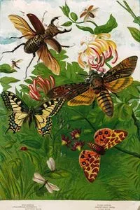 July And August-Stag Beetle, Swallowtail Butterfly, Lace Wing Moth, Tiger Beetle, Death's Head Moth, Tiger Moth