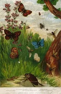 September And October-Magera(Wall Brown), Tanira(Heath Butterfly), Great Dystictus(Water Beetle), Spider And Web, Adonis,
 Wasps