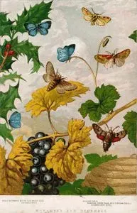 November And December-Holly Butterfly, December Moth, Swallow Moth, BrindledUmber Male And Wingless Female, Humming 
Bird Moth