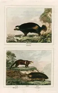 Glutton, Kinajou, Carcajou