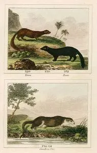 Vison, Pecan, Canadian Otter