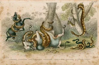 1.Anagonda 2.Pedda Poda 3.Port Natal Python 4.Rattlesnake 5.Rattlesnake Black Variety 6.Cobra De Capello