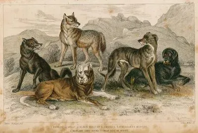 1.European Wolf 2.Black Wolf Of N.America 3.St.Bernard's Mastiff 4.Highland Grey Hound 5.Great Dog Of Nepaul