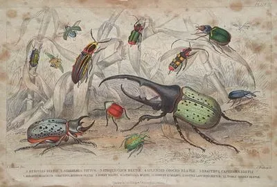 1.Hercules Beetle 2.Scarabaeus Tityus 3.Striped Click Beetle 4.Splendid Ground Beetle 5.Beautiful Capricorn Beetle 6.Margined Malachius 7.Beautiful Burncow Beetle 8.Downy Weevil 9.Latreille's Weevil 10.Coppery Eumolpus 11.Spotted Lady-Bird Beetle 12.Noble Golden Beetle