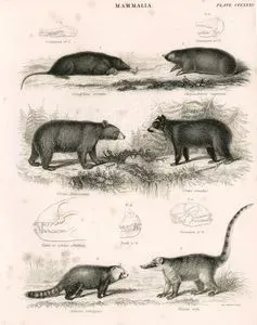 Mammalia-1.Condylura Cristata 1.a.Cranium of 1, 2.Chrysochloris Capensis 2.a.Cranium of 2, 3.Ursus Americanus, 4.a.Ursus Ornatus Cranium of 4, 5.Teeth of Ictides Albifrons 6.Ailurus Refulgens 6.a.Teeth of 6, 7. Nasua Rufa