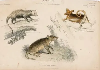 Mammalia- Did.Virginiana Virginian Opossum, Phal. Gliriformis Mouse Like Phalangista, Per.Obesula Spiny Bandicot