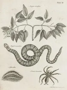 Amyris Elemifera, Anguis Maculata, Aphrodita, Aranea Tarantula