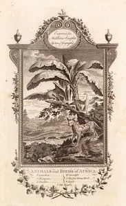 Animals And Birds Of Africa-Camelion, Porcupine, Panlber, Crocodie, The Four Wing Bird, Eagle, The Bomba
