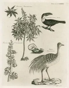 Ricinus Americanus, Ramphastos Tucan, Ricinus Communis, Rhea Americana