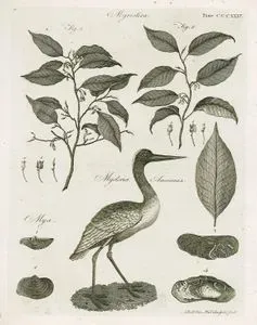 Myristica, Mycteria Americana, Mya