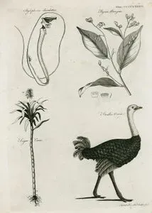 Stylephorus Chordatus, Styrax Benzoin, Sugar Cane, Struthio(Ostrich)
