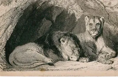 The Lord Of The Wilderness