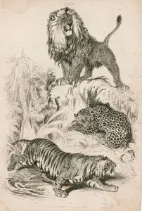 Cats-Tiger, Lion, Leopard